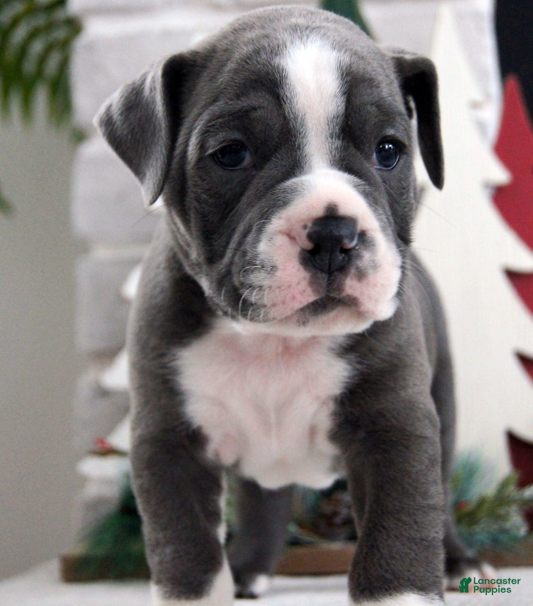 Olde English Bulldogge dogs for sale: Pepsi - Ad 6