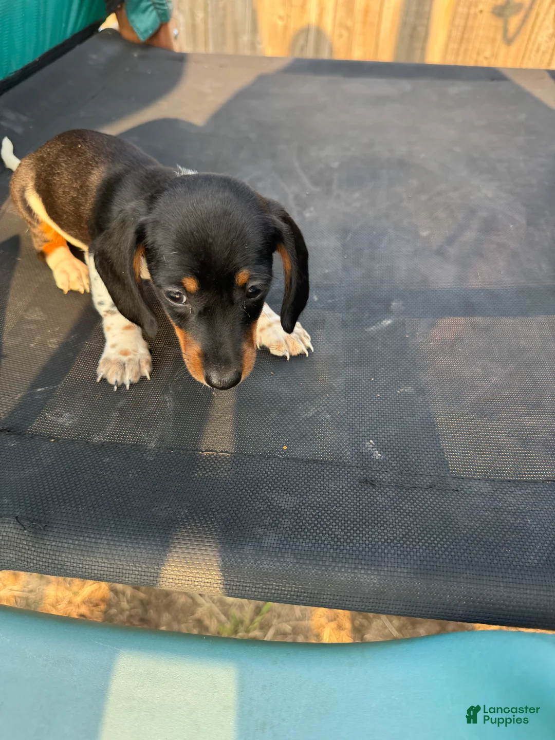 Miniature Dachshund dogs for sale: Miniature Dachshund Puppy 3 - Ad 2