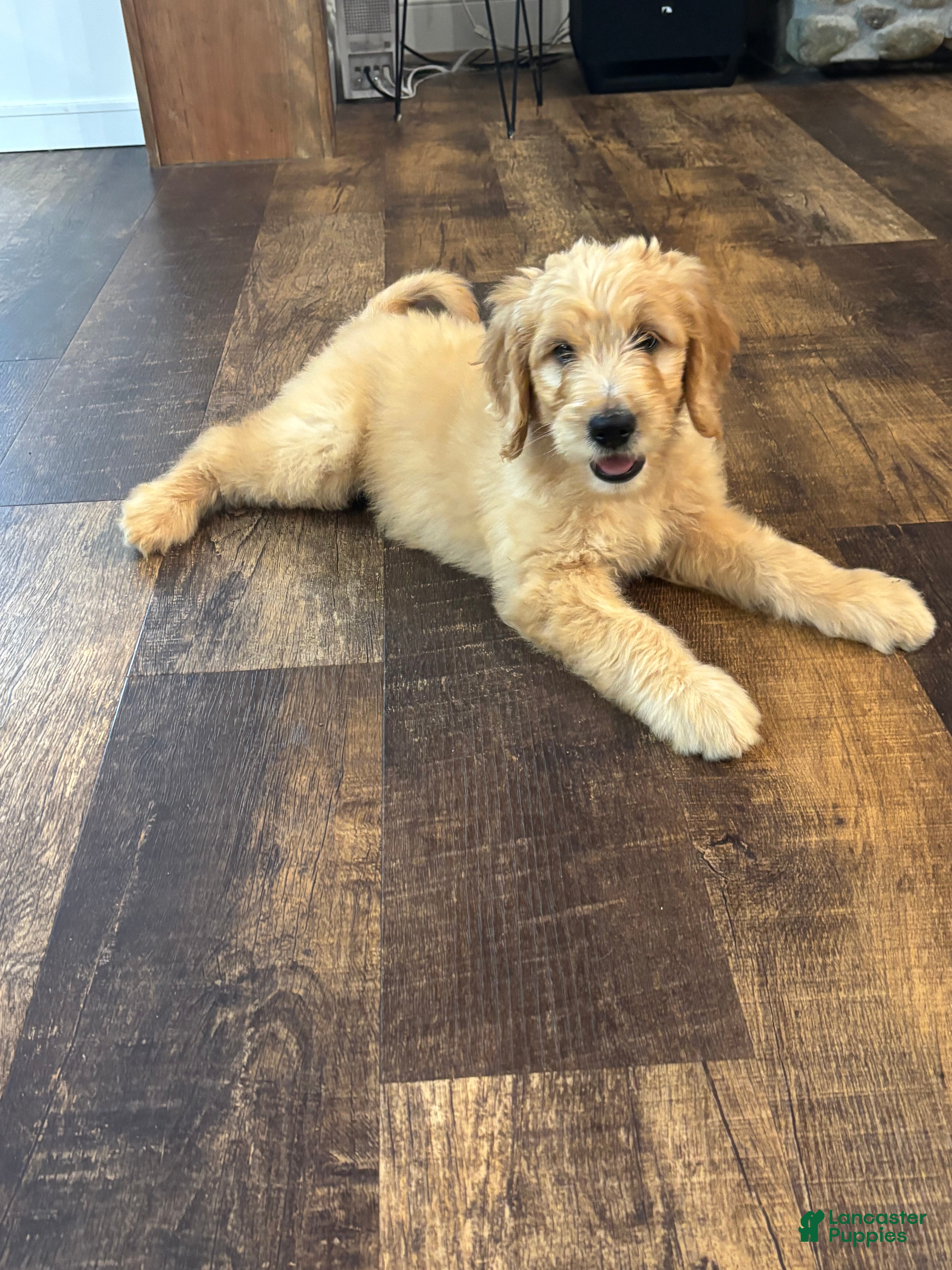 Goldendoodle dogs coco - Ad 35