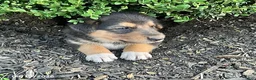 Mixed Breed dogs for sale: Quinn - Ad 3