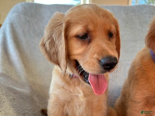 Mixed Breed dogs Pink/white collar - Ad 27