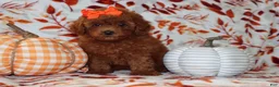 Toy Poodle dogs for sale: Poppy  - Ad 4