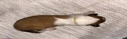 Collie dogs for sale: August - reserved for Barbara  - Ad 2