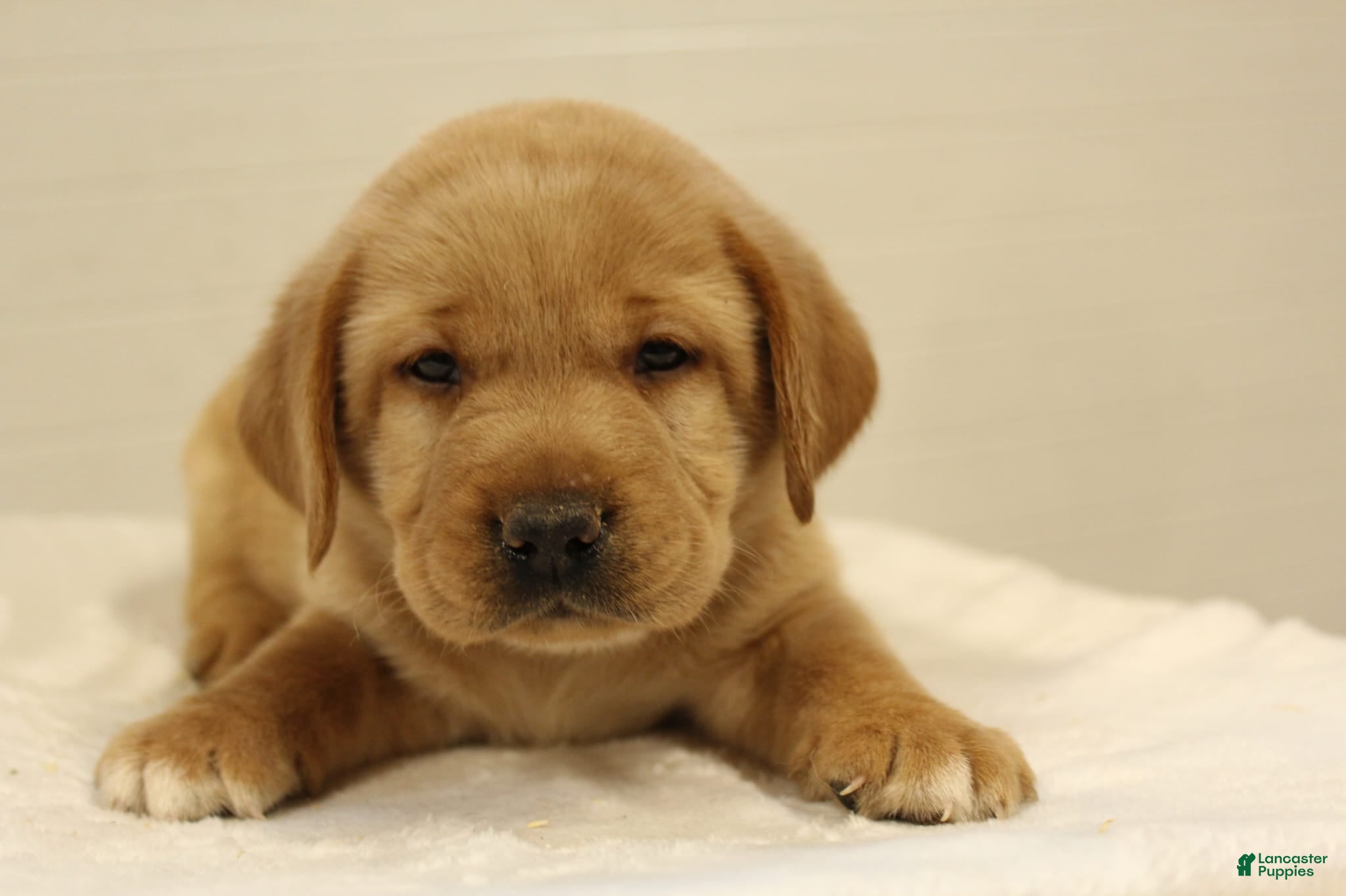 Labrador Retriever dogs Prince - Ad 1