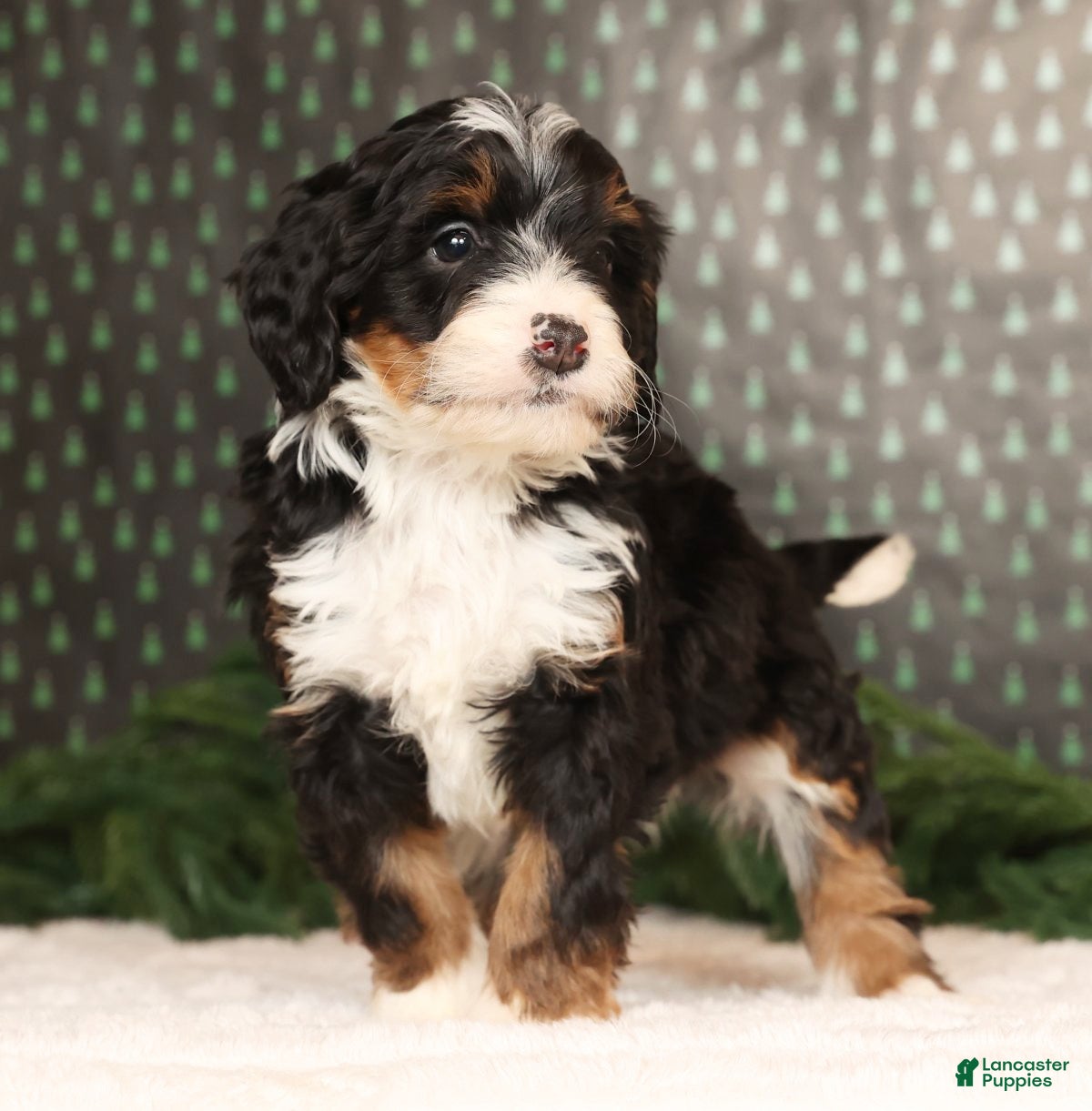Mini Bernedoodle dogs Blazer - Ad 35