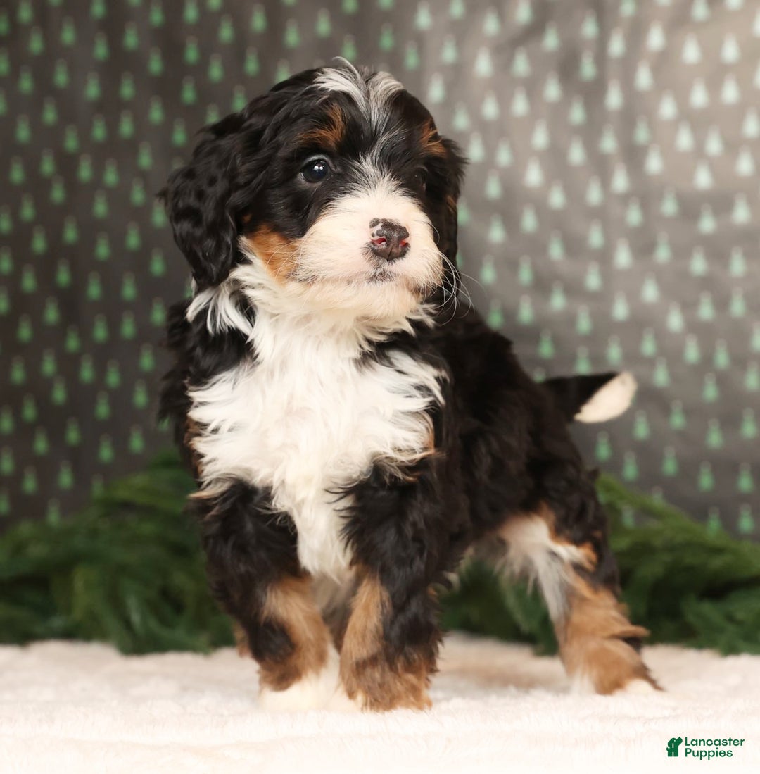 Mini Bernedoodle dogs for sale: Blazer - Ad 1