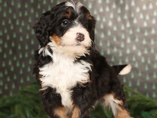 Mini Bernedoodle dogs Blazer - Ad 35