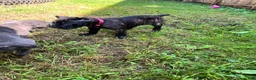 Cane Corso dogs for sale: Cane Corso 2 - Ad 3