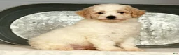 Miniature Poodle dogs for sale: Parker - Ad 6