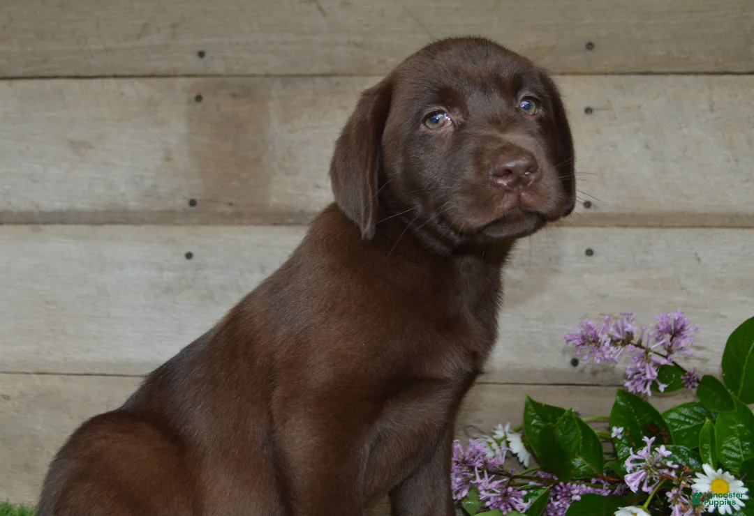 Labrador Retriever dogs for sale: Ann - Ad 11