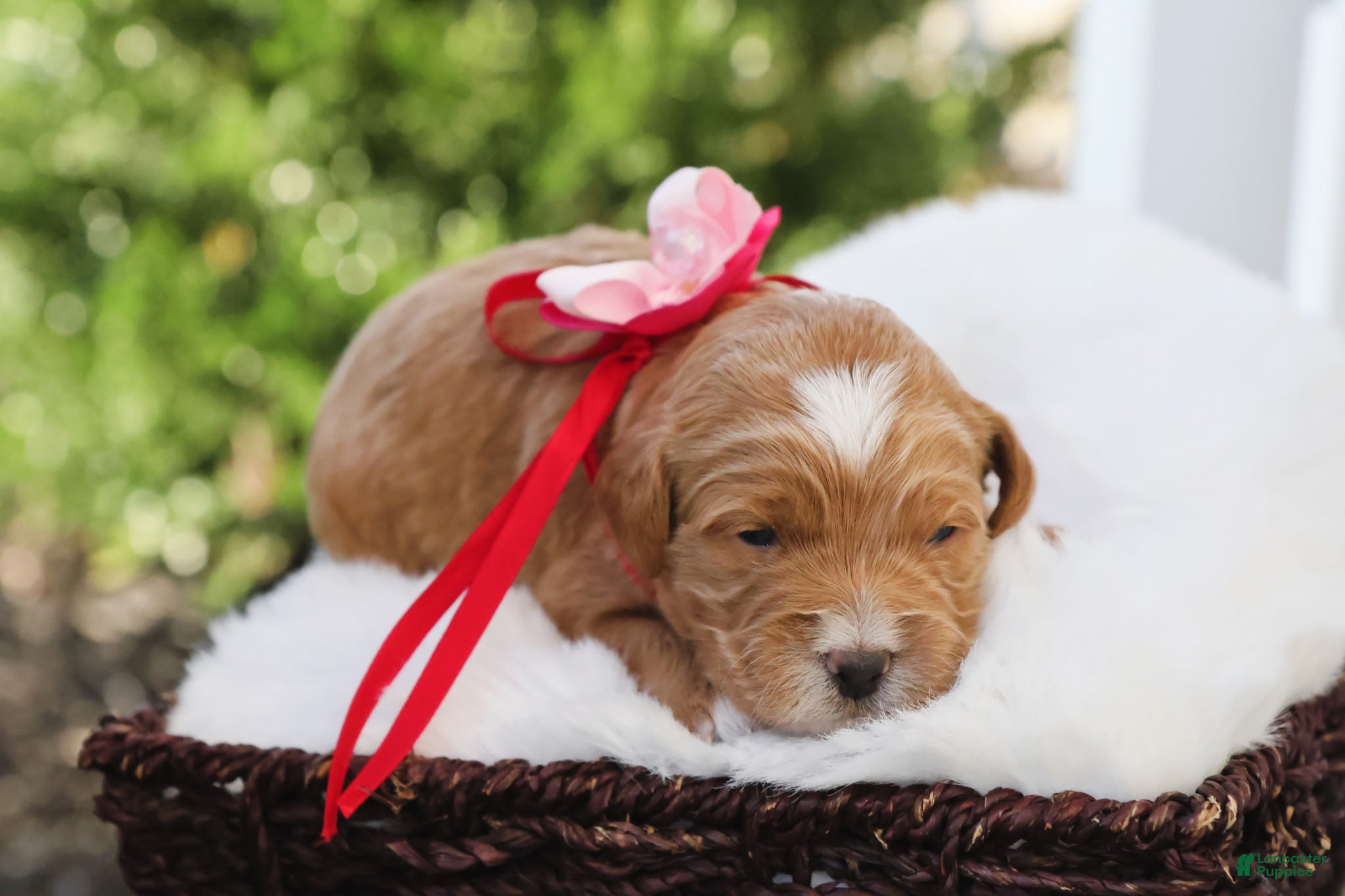 Goldendoodle dogs Cupcake - Ad 2