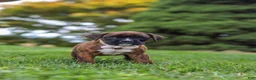 Boxer dogs for sale: Ruby - Ad 7