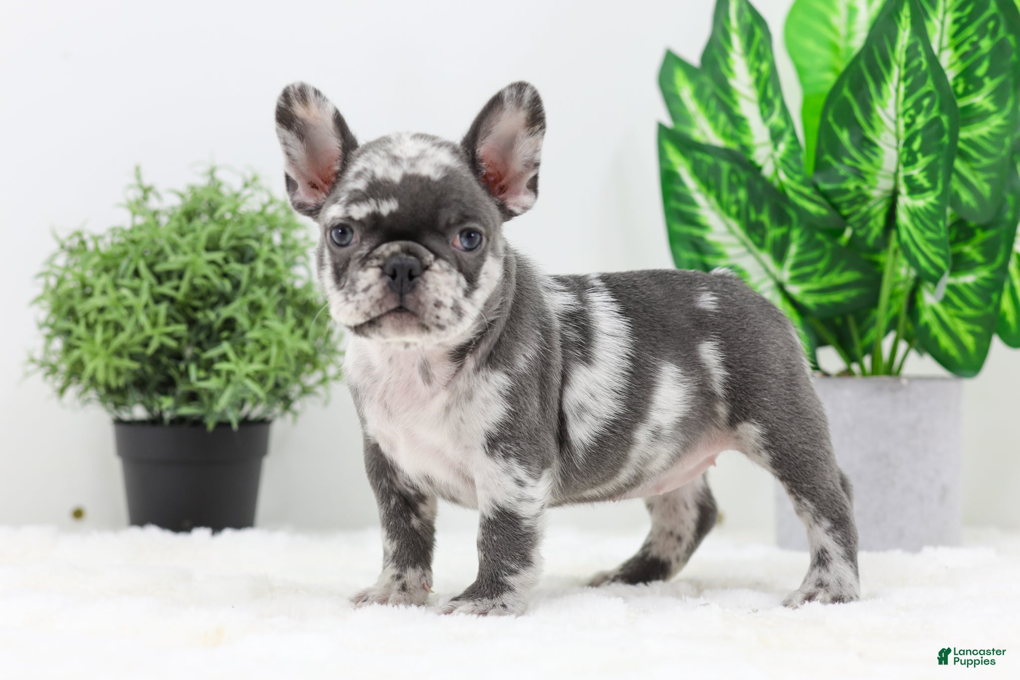 French Bulldog dogs Esther - Ad 34