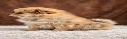 Pomeranian dogs for sale: Girl Bluey - Ad 5