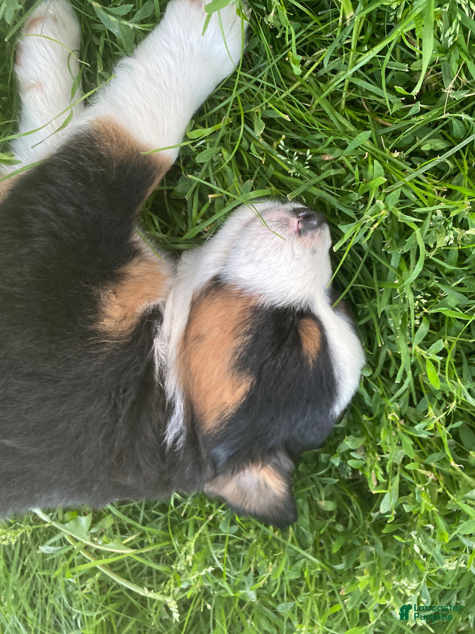 Mixed Breed dogs for sale: ♥️BABY BEAR♥️ - Ad 27