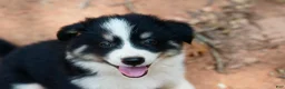 Mixed Breed dogs for sale: Mixed Breed 1 - Ad 5