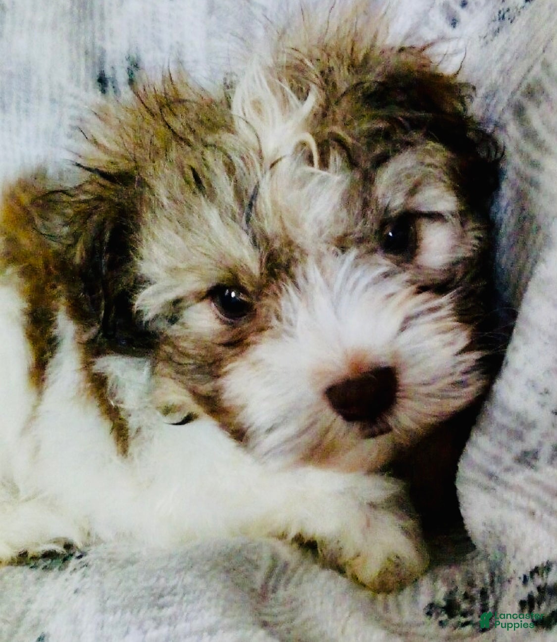 Havanese dogs Brownie - Ad 33