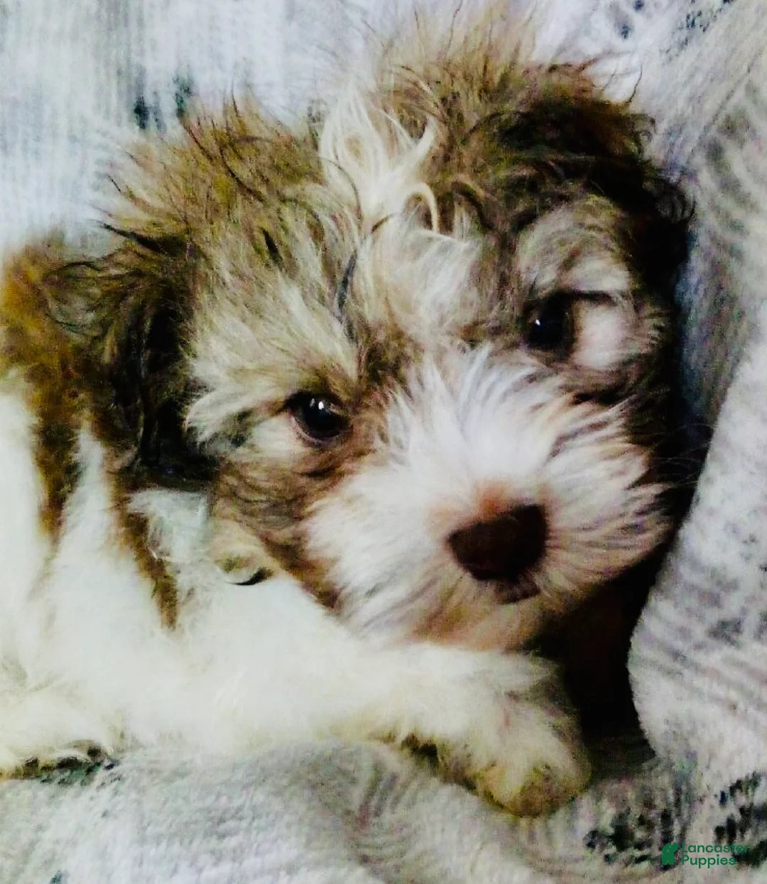 Havanese dogs for sale: Brownie - Ad 1