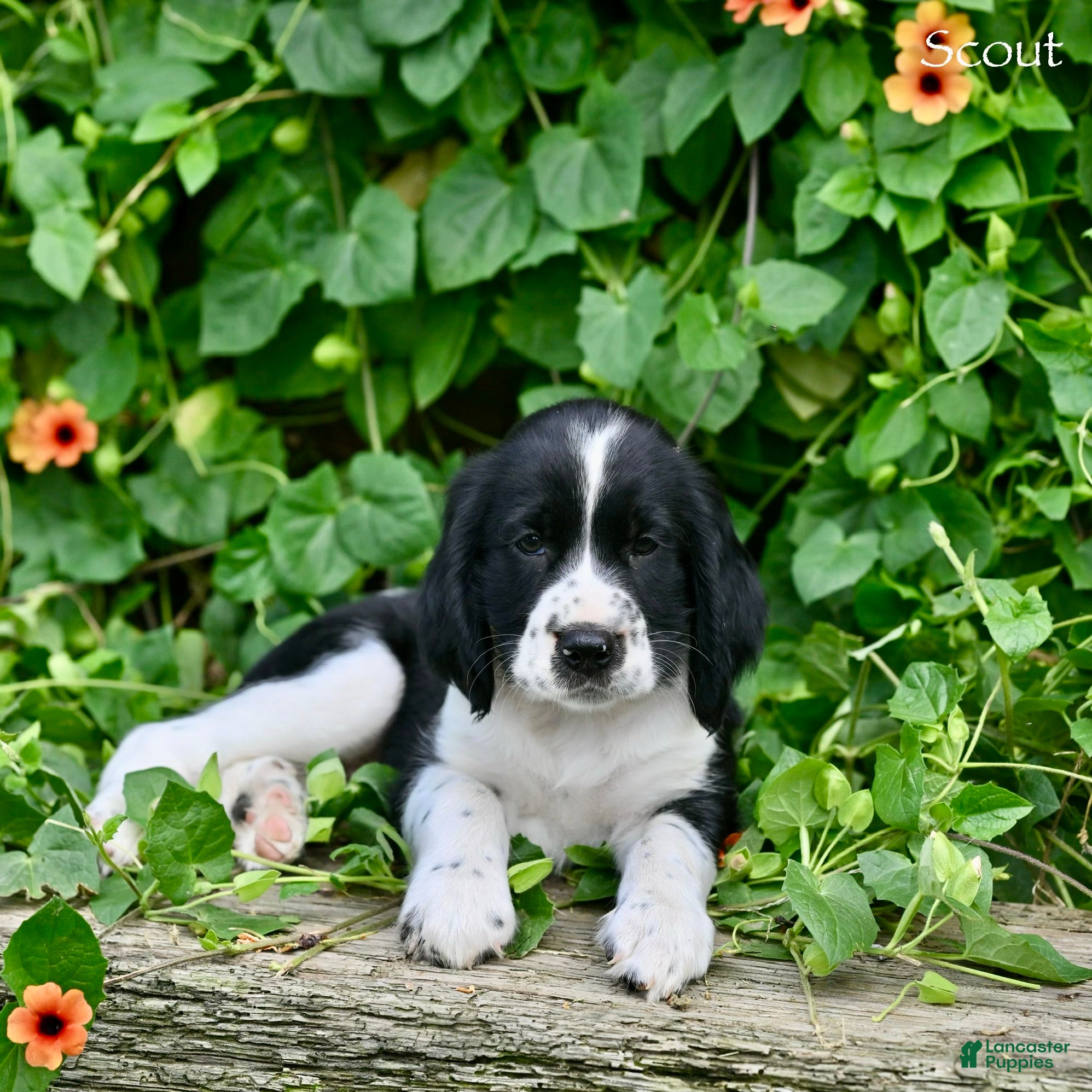 English Springer Spaniel dogs Scout  - Ad 1