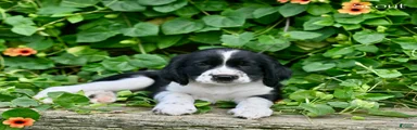 Scout 