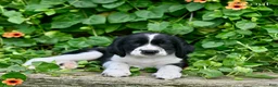 English Springer Spaniel dogs for sale: Scout  - Ad 1