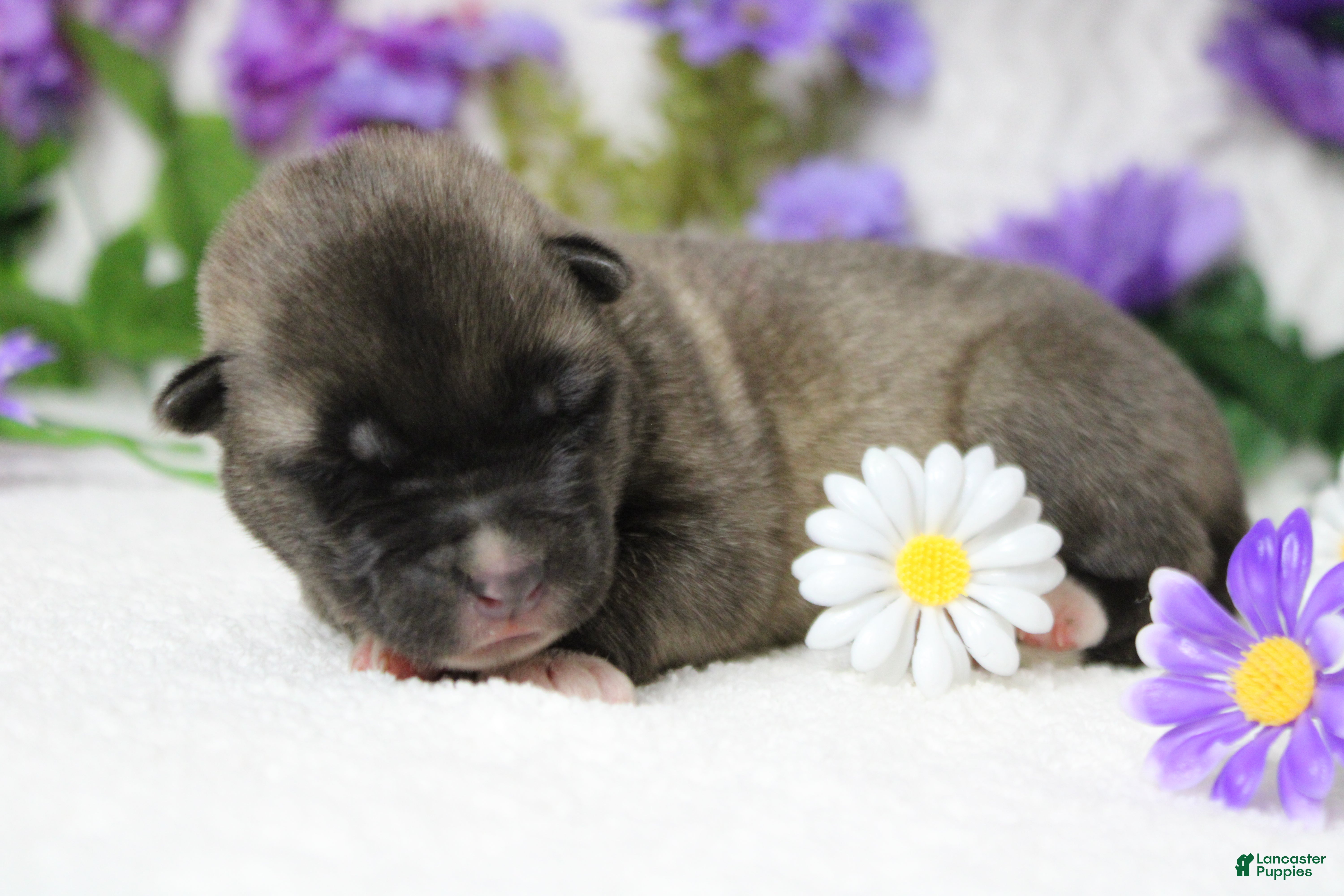 Akita dogs Macintosh - Ad 9