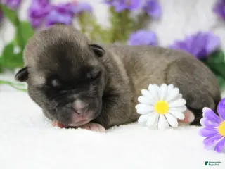 Akita dogs Macintosh - Ad 9