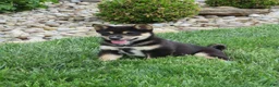 Shiba Inu dogs for sale: Blake - Ad 3