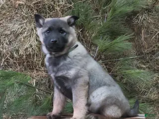 Norwegian Elkhound dogs Discover - Ad 25