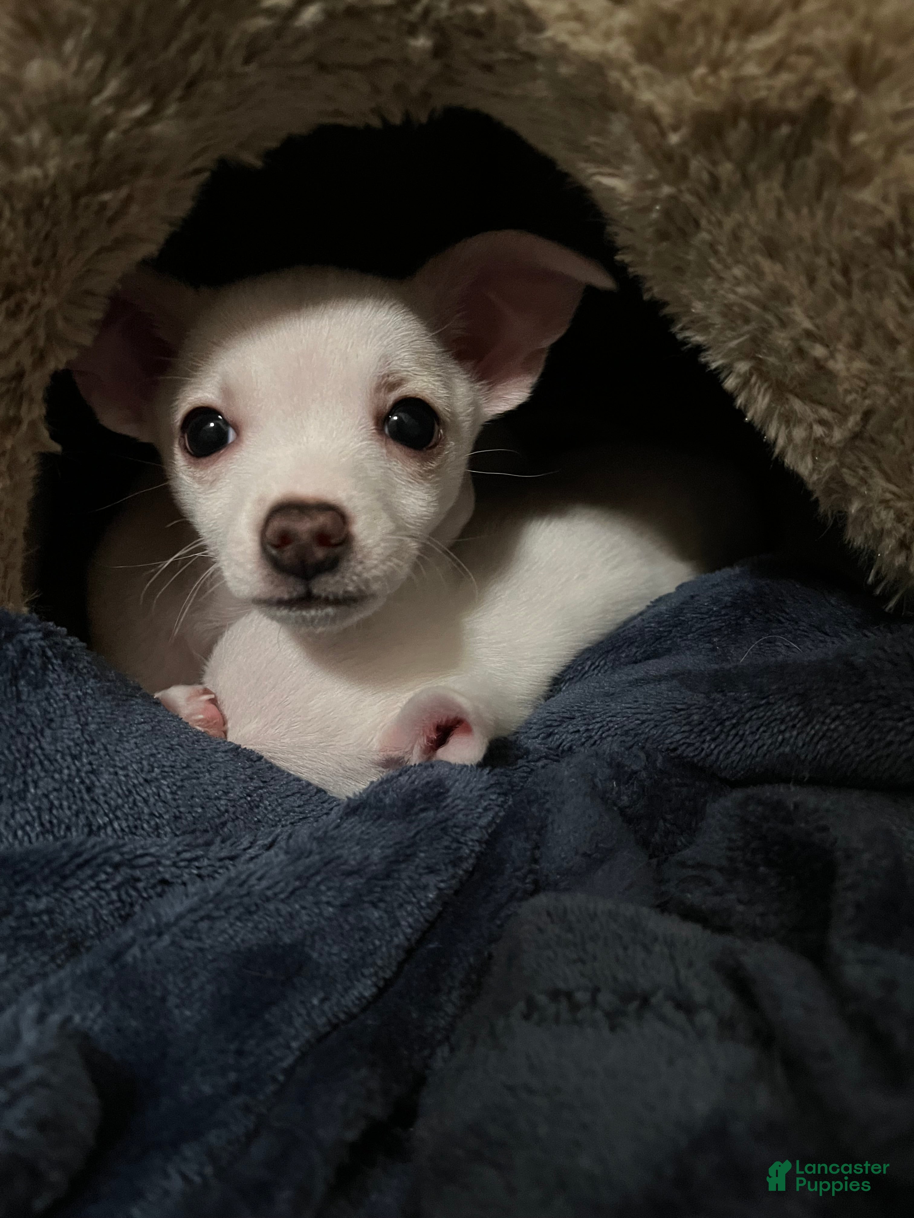 Chiweenie dogs Chiweenie Puppy 1 - Ad 1