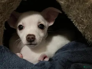 Chiweenie dogs Chiweenie Puppy 1 - Ad 15