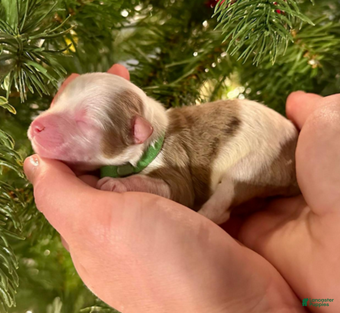 Aussiedoodle dogs for sale: Mike Wheeler - Ad 3