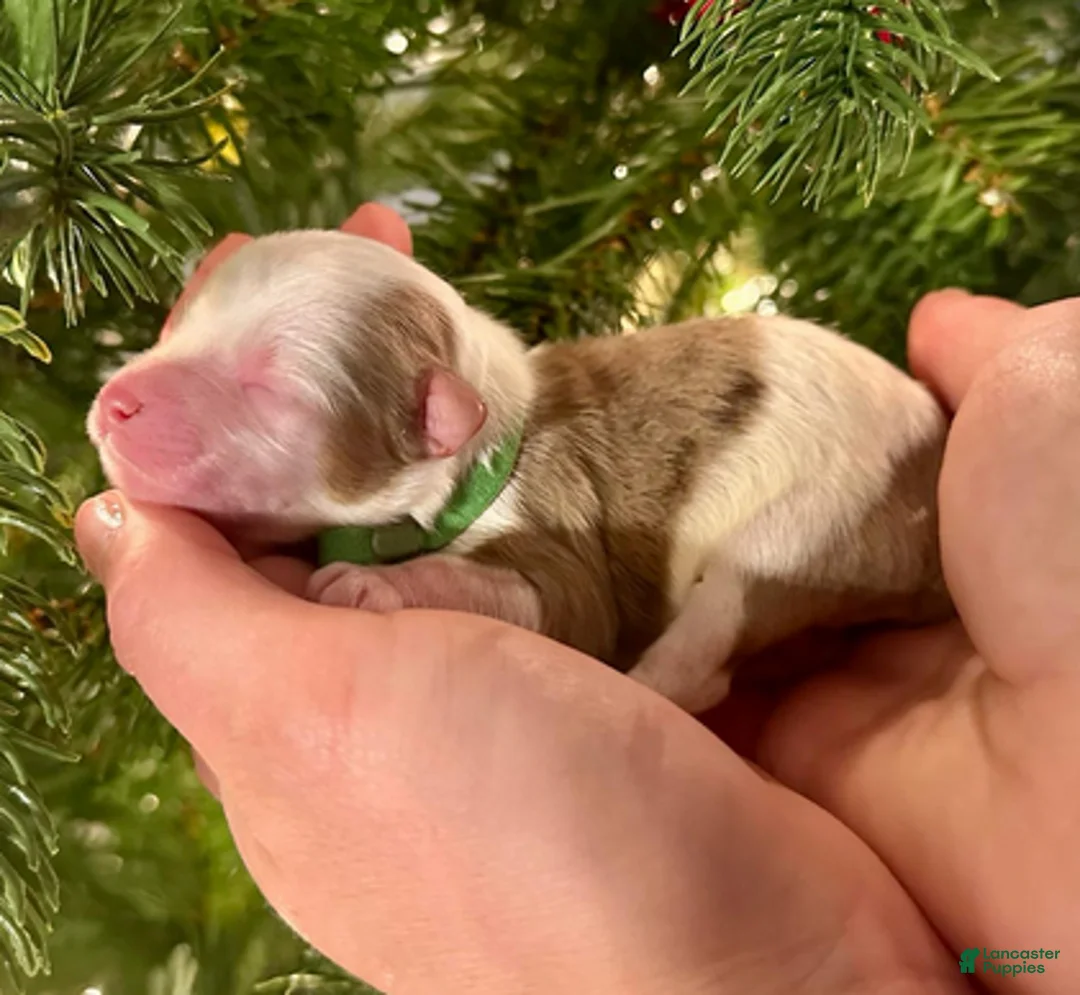 Aussiedoodle dogs for sale: Mike Wheeler - Ad 3