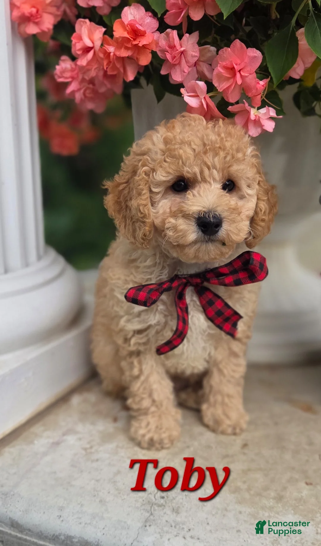 Toy Poodle dogs for sale: Toby - Ad 1