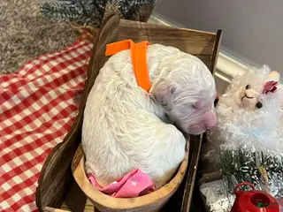 Goldendoodle dogs Yeti - Ad 13