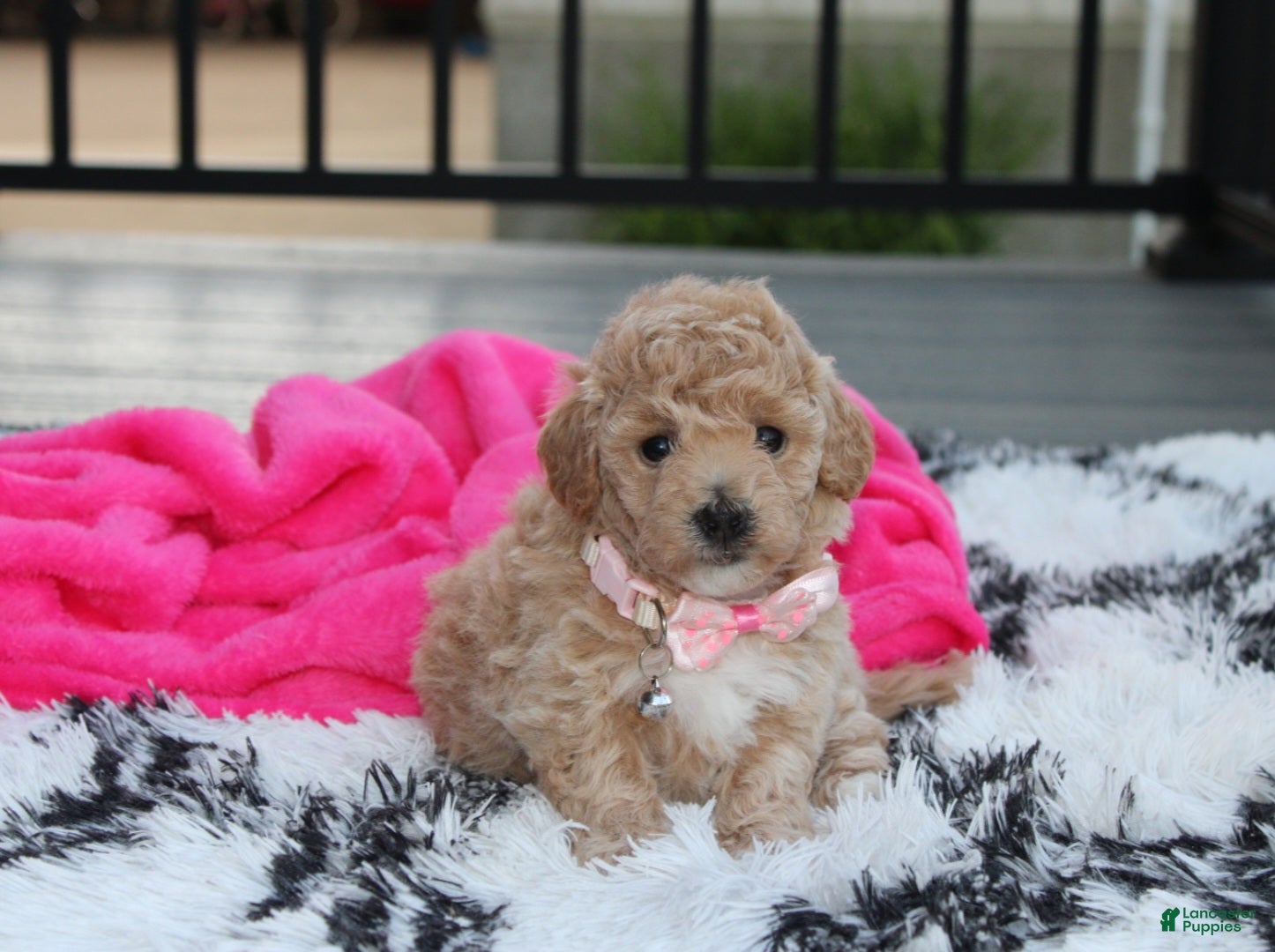 Bichpoo dogs Aubrey - Ad 2