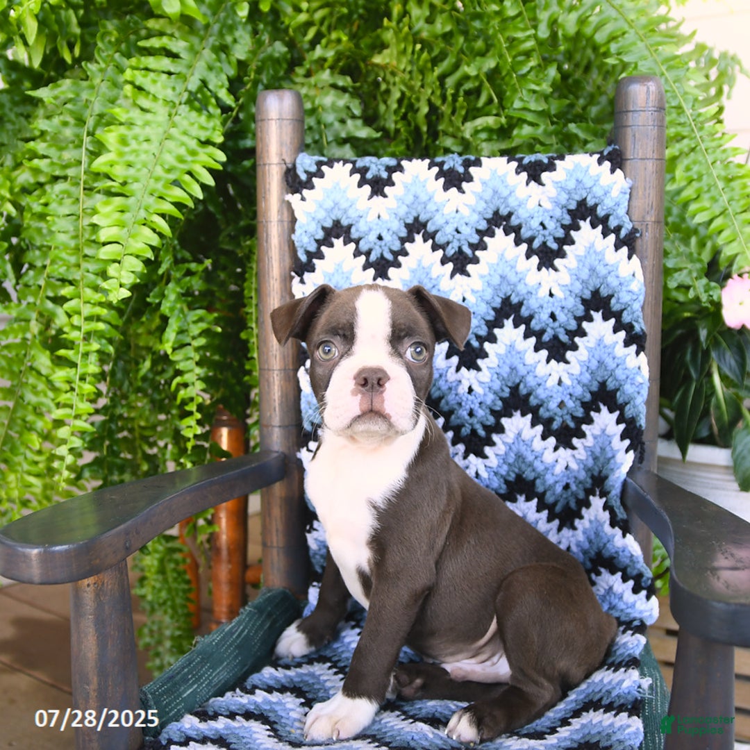 Boston Terrier dogs for sale: Scout - Ad 4