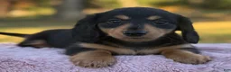 Miniature Dachshund dogs for sale: Etta - Ad 12