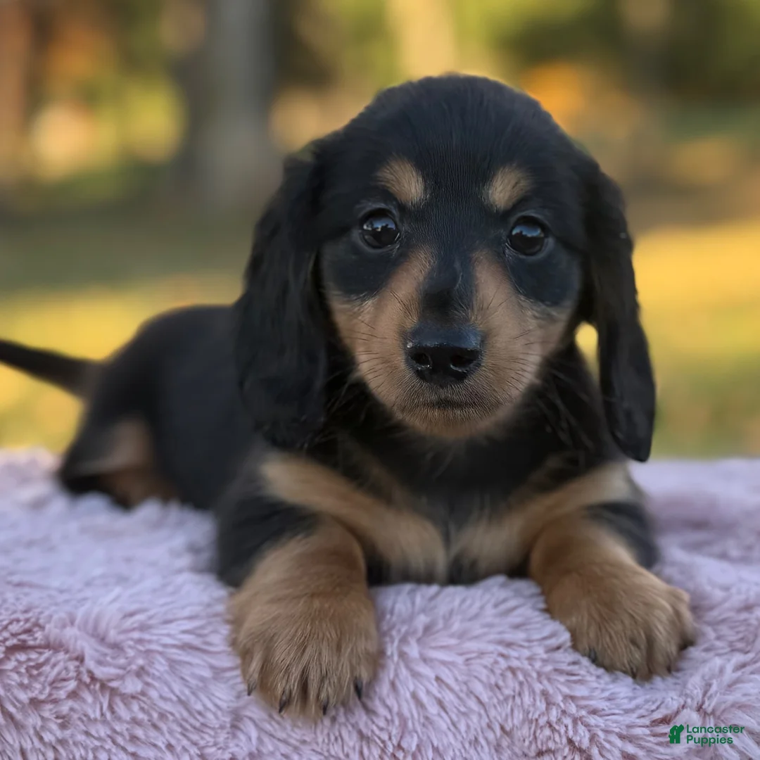 Miniature Dachshund dogs for sale: Etta - Ad 12