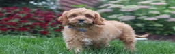 Cavapoo dogs for sale: Clyde - Ad 3