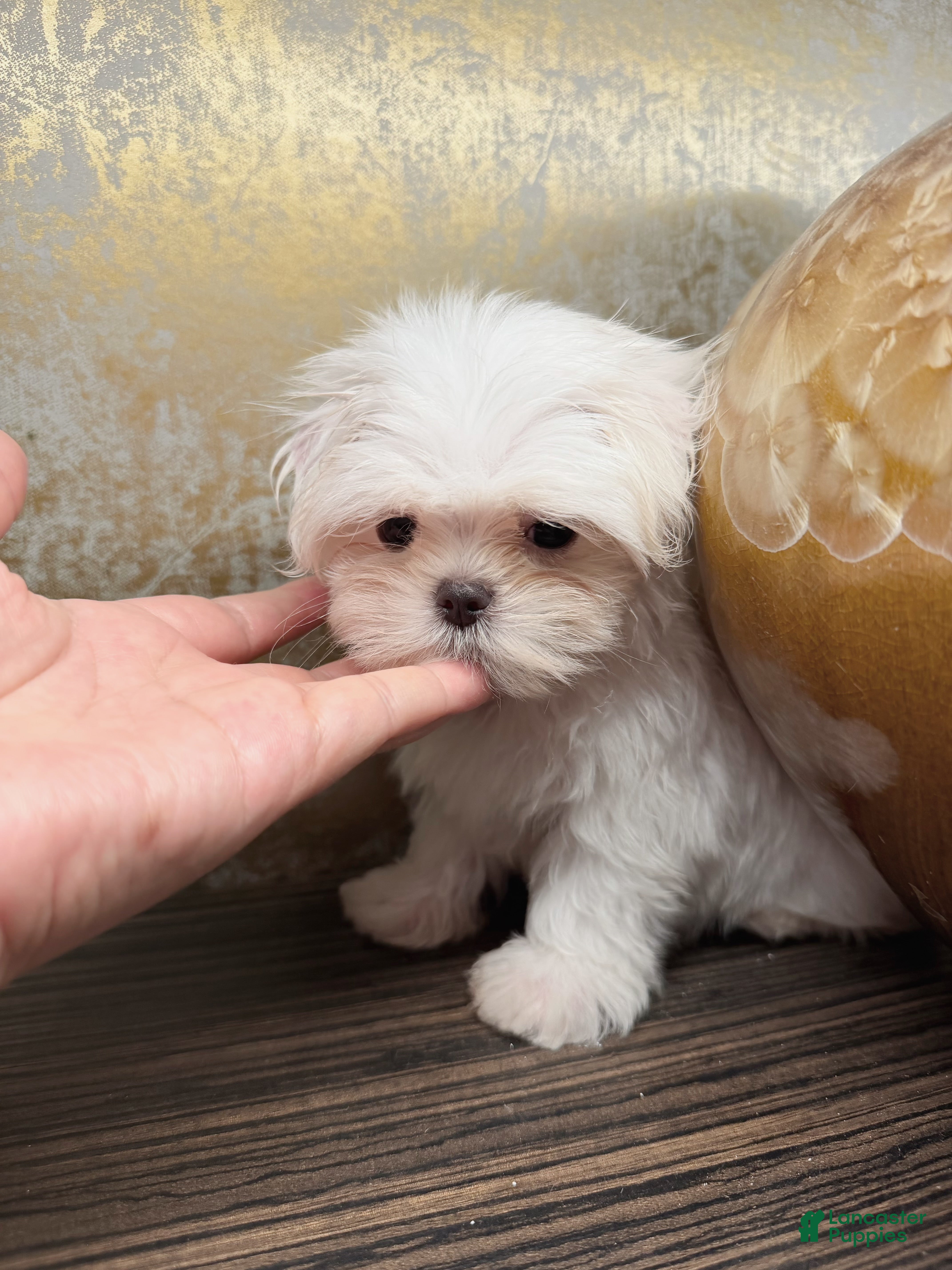 Maltese dogs Delia - Ad 2