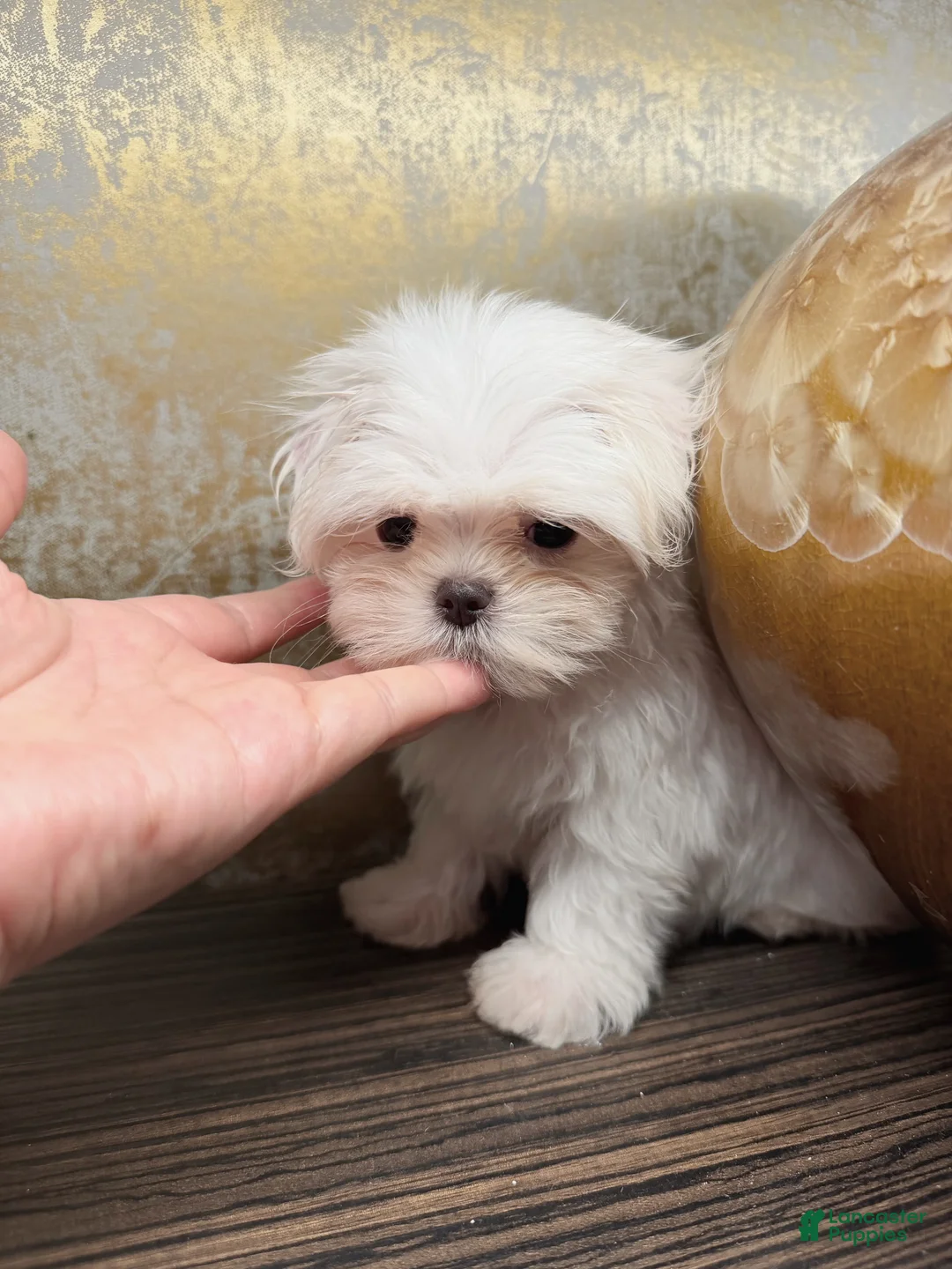 Maltese dogs for sale: Delia - Ad 2