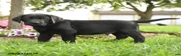 Labrador Retriever dogs for sale: Bagel - Ad 3