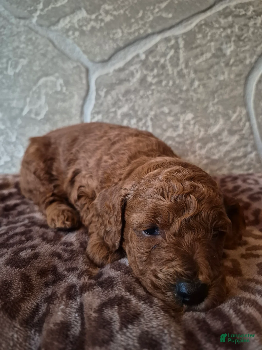 Cavapoo dogs for sale: Leo - Ad 2