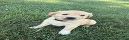 Golden Retriever dogs for sale: Black collar  - Ad 2