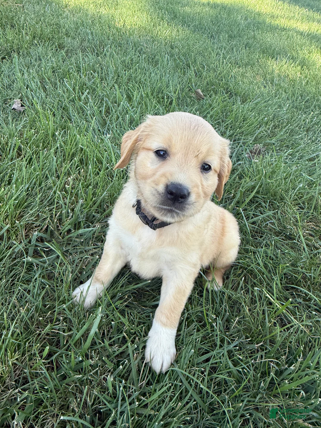 Golden Retriever dogs for sale: Black collar  - Ad 2