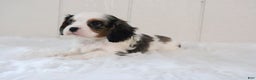 Cavalier King Charles Spaniel dogs for sale: Rosco - Ad 2