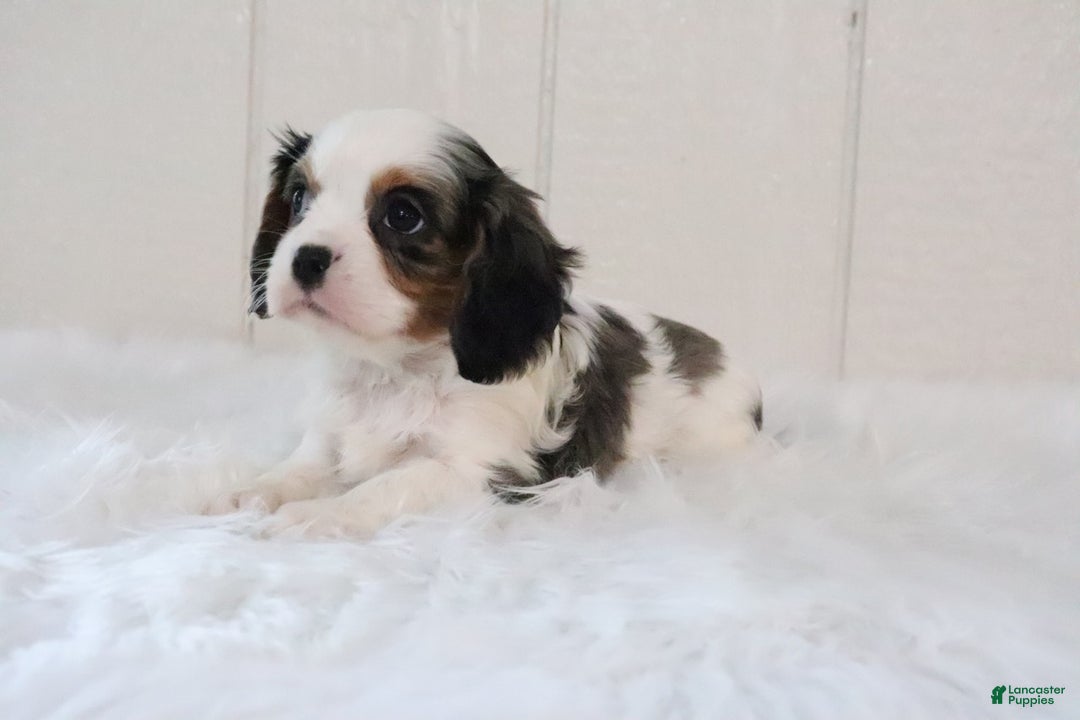 Cavalier King Charles Spaniel dogs for sale: Rosco - Ad 2