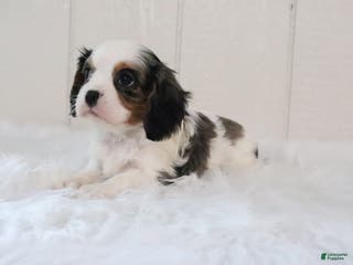 Cavalier King Charles Spaniel dogs Rosco - Ad 24