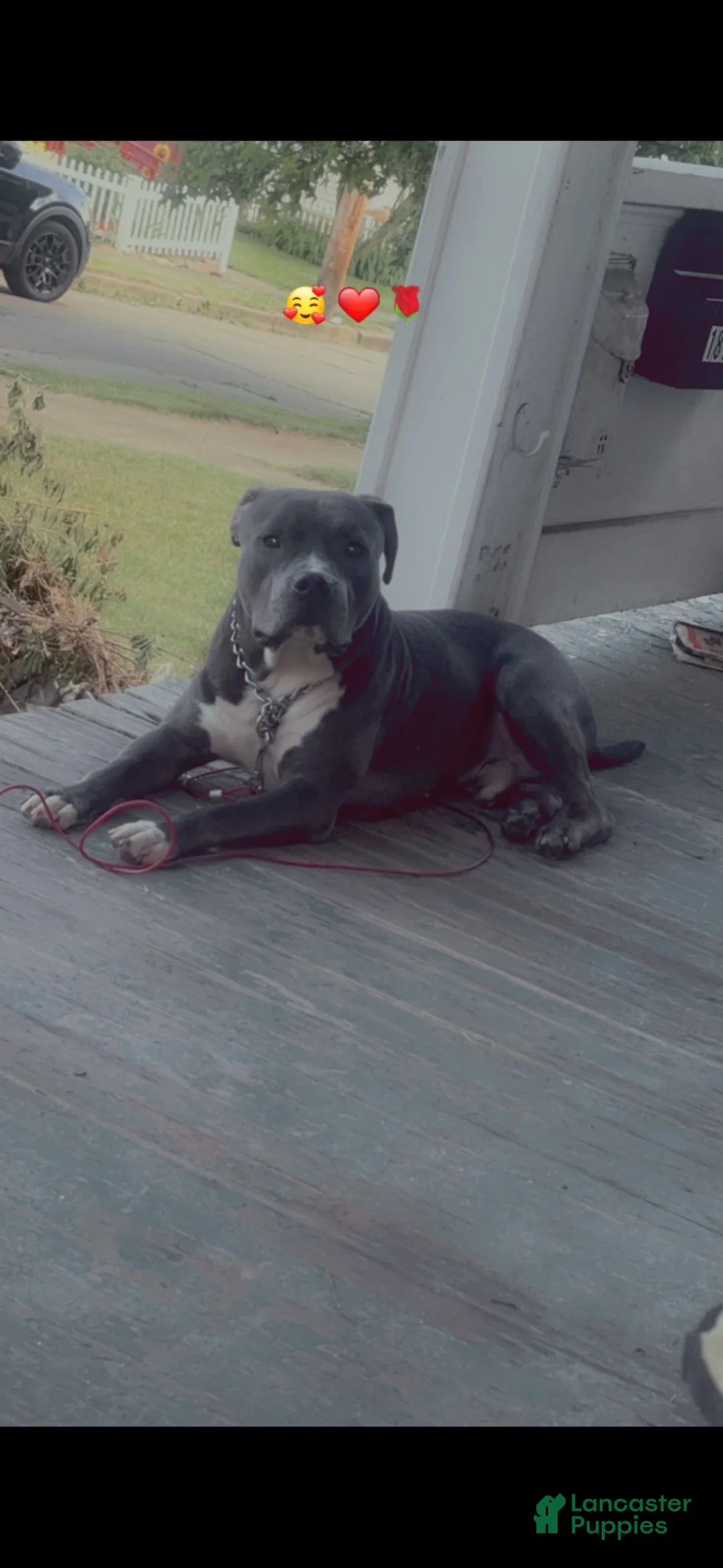 American Staffordshire Terrier dogs for sale: American Staffordshire Terrier 3 - Ad 4